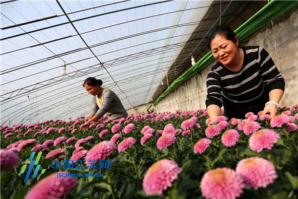 东海：“美丽产业”振乡村