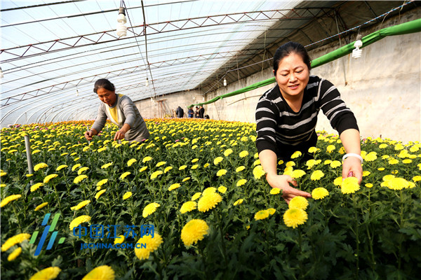 东海：“美丽产业”振乡村