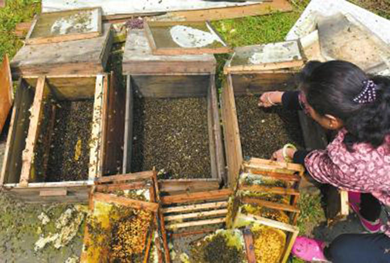成都男子小区里养蜂惹怒邻居 6万蜜蜂遭投毒