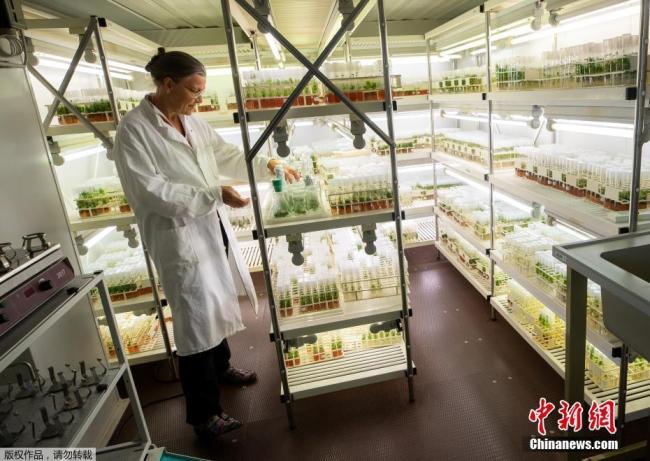 32000 настай ургамал цэцэглэв