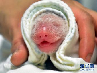 大陸部から台湾地区に寄贈されたパンダ「圓圓」が第2子を無事出産