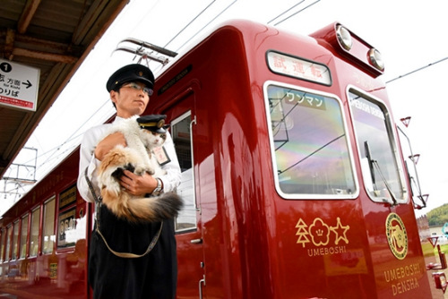 日本梅星号电车公开外观 猫咪站长卖萌助阵(图)