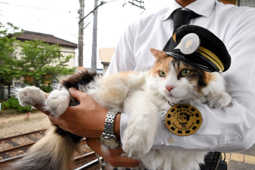 日本梅星号电车公开外观 猫咪站长卖萌助阵(图)