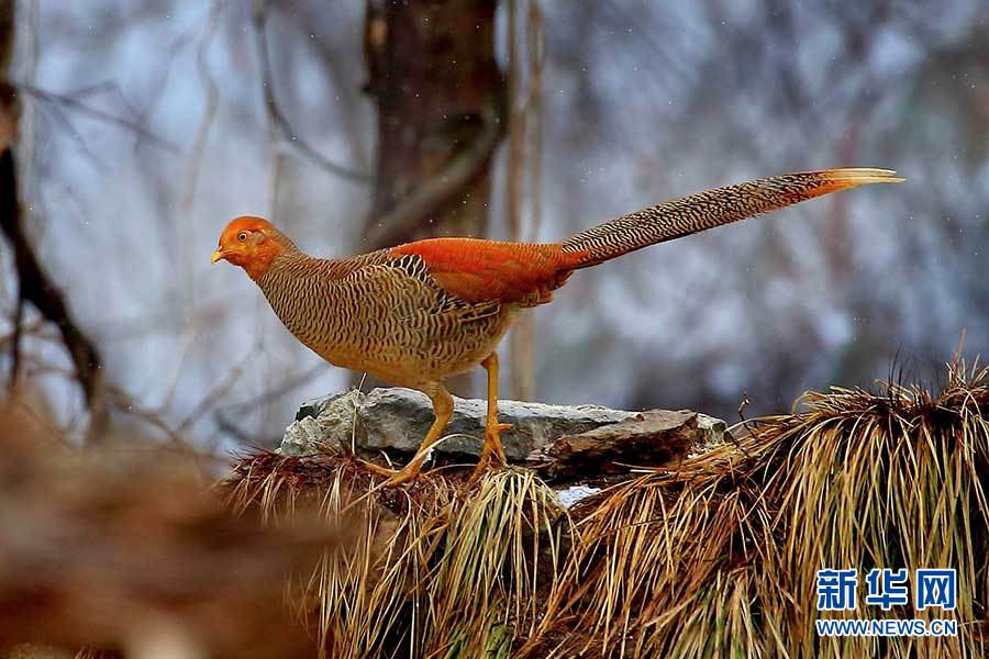 銀裝素裹神農架 金鳳翩翩報春來