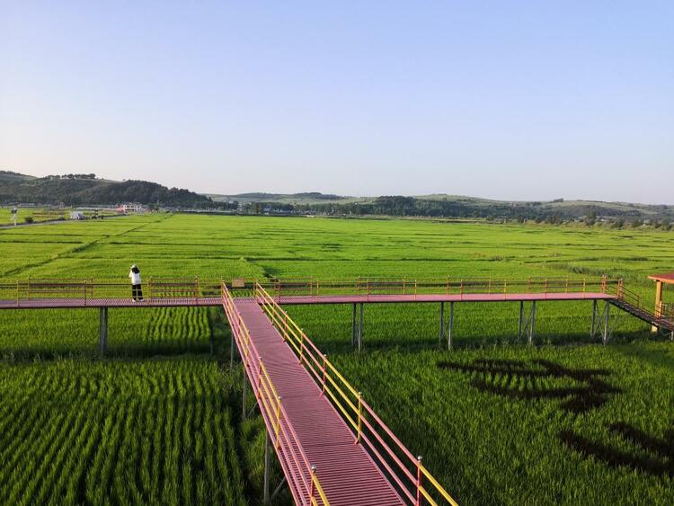 吉林：“黄金水稻带”的稻农为何争产绿色大米？