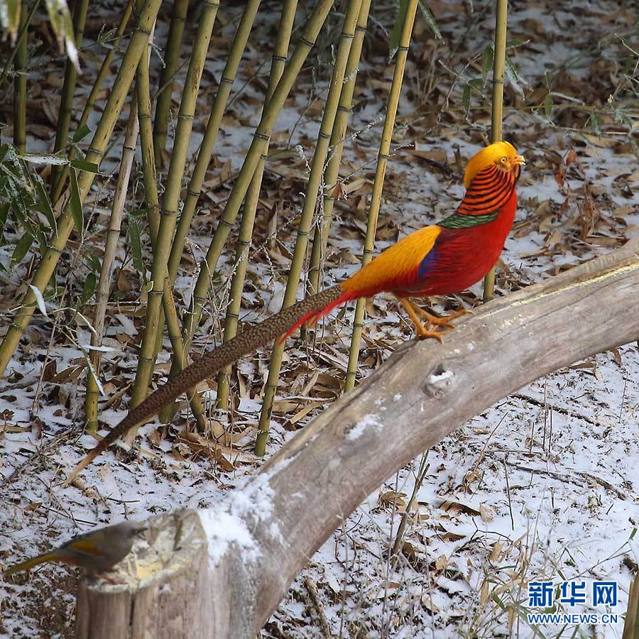 銀裝素裹神農架 金鳳翩翩報春來