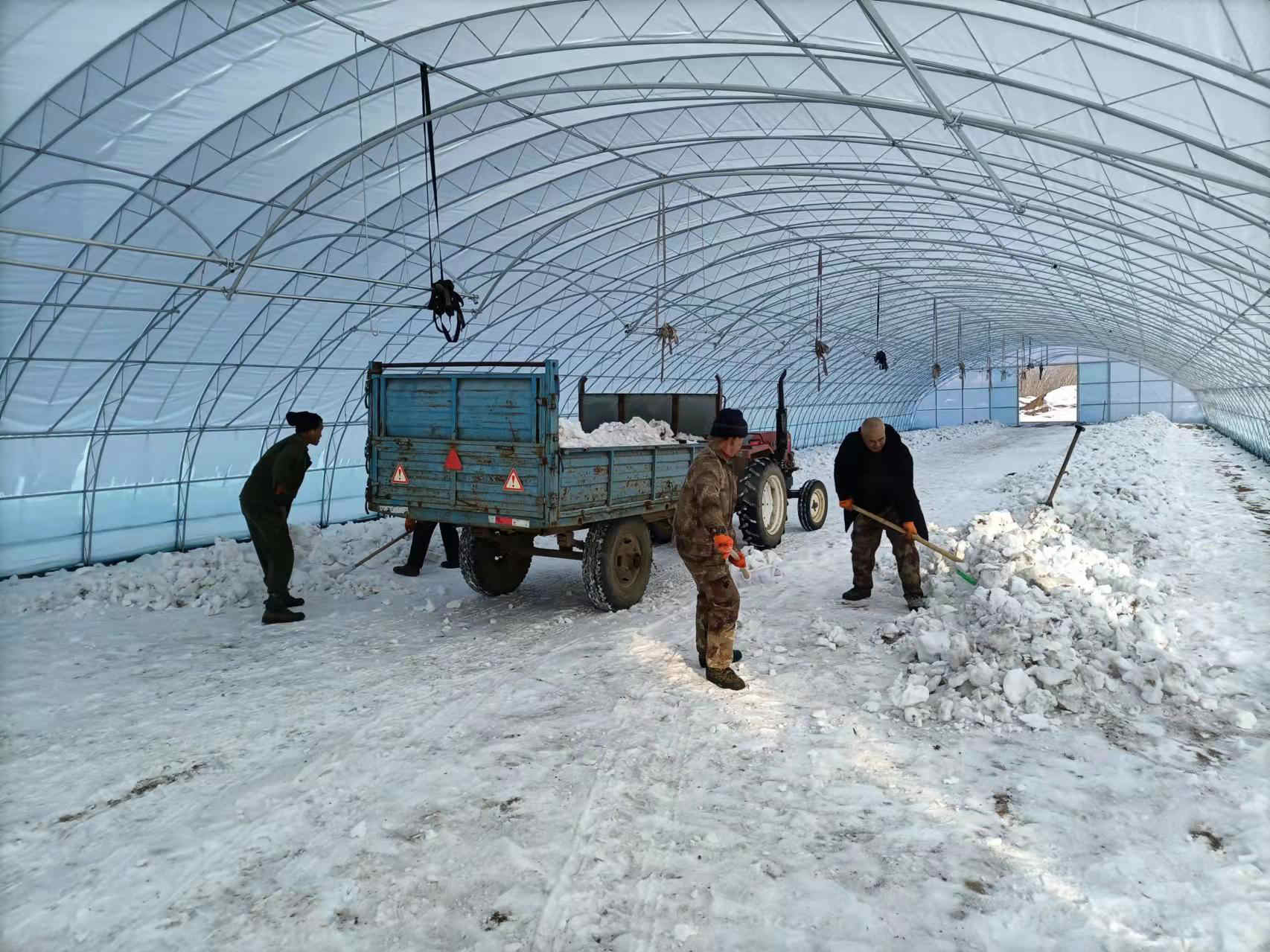 搶前抓早備春耕 清雪扣棚爭主動_fororder_微信圖片_20220207091024