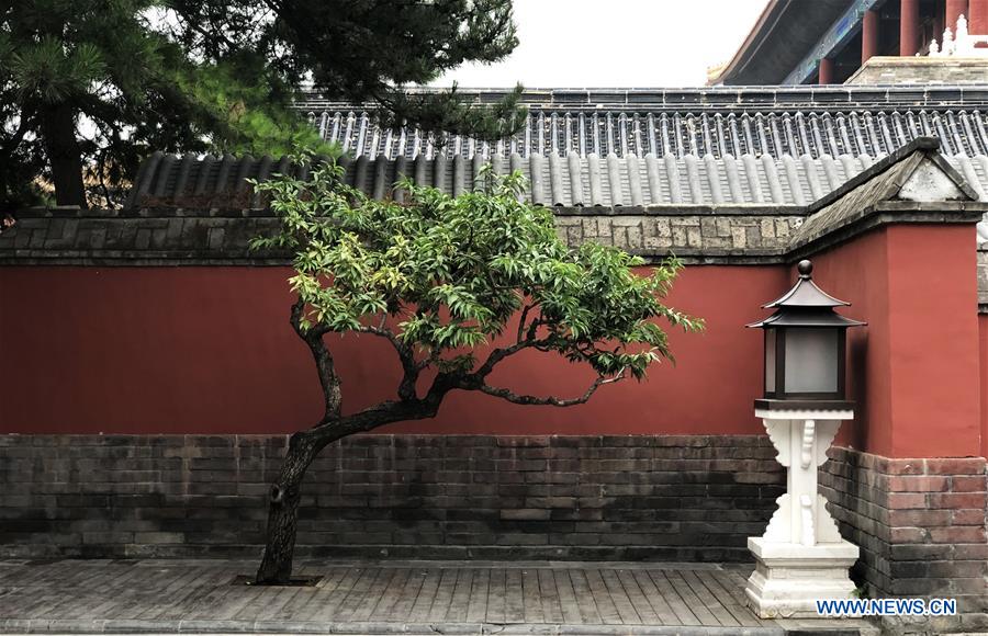 Summer scenery of Palace Museum in Beijing