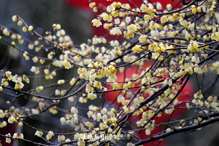 （中首）遵義湄潭：春雨潤梅_fororder_微信圖片_20220208084749