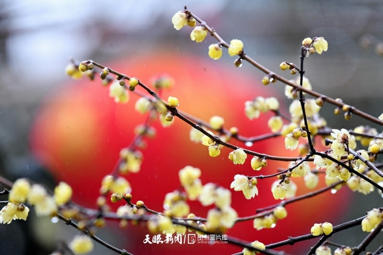 （中首）遵義湄潭：春雨潤梅