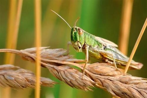 Царцаахай устгасан нэгнийг мөнгөөр урамшуулна