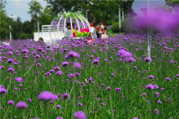 沈阳世博园邀市民7月来观百合花展 共赴盛夏之约