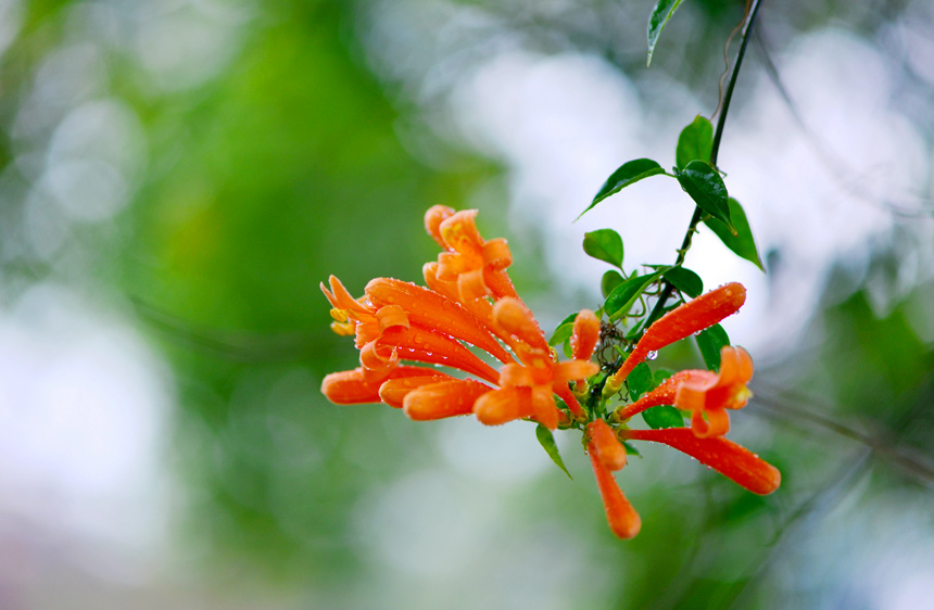 广西：春花绽放孕生机