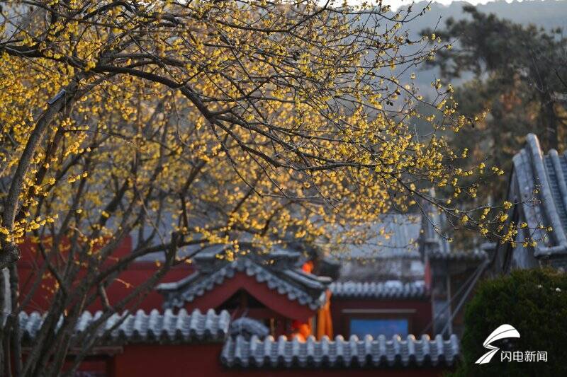 疏影斜横暗香浮动 泰山脚下腊梅盛开送春意