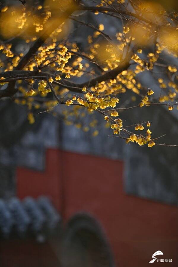 疏影斜横暗香浮动 泰山脚下腊梅盛开送春意