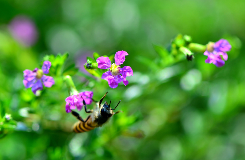 广西：春花绽放孕生机