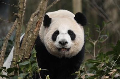 （中首）滚滚喜提新房！ 熊猫谷“回归产房”开放 首批“体验官”入住