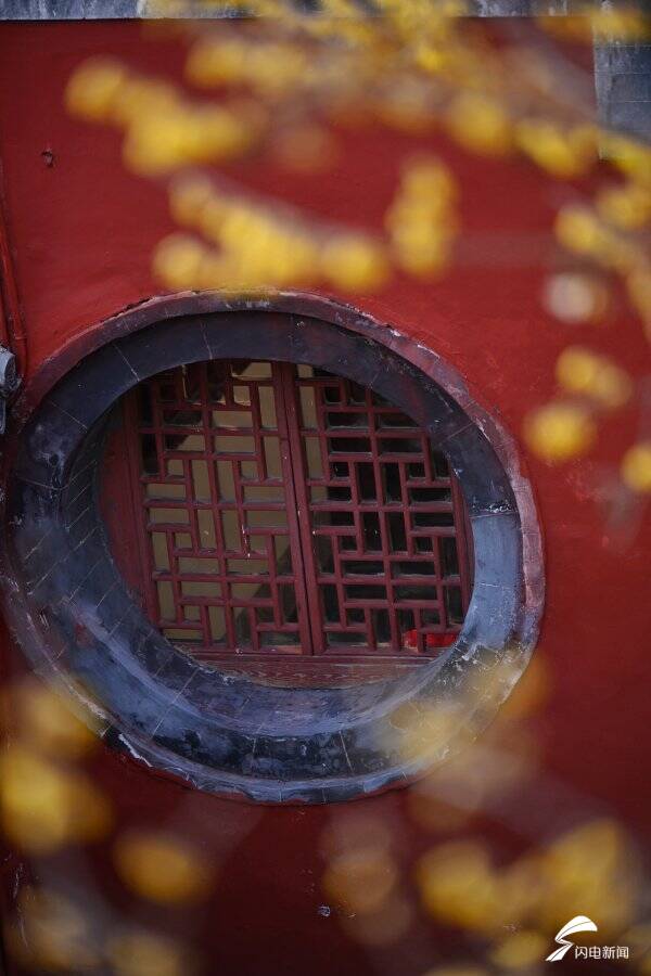 疏影斜横暗香浮动 泰山脚下腊梅盛开送春意