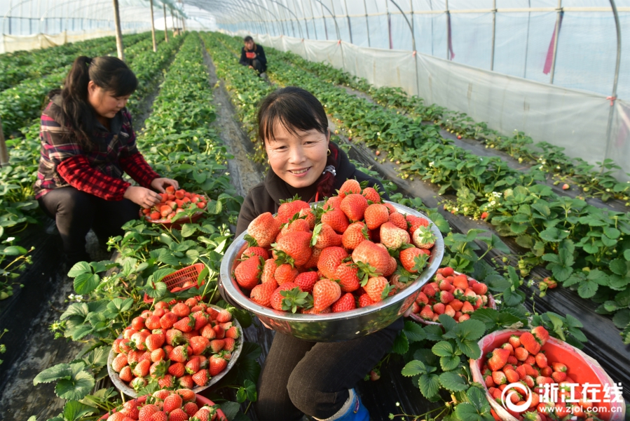 建德：頭茬草莓暢銷市場