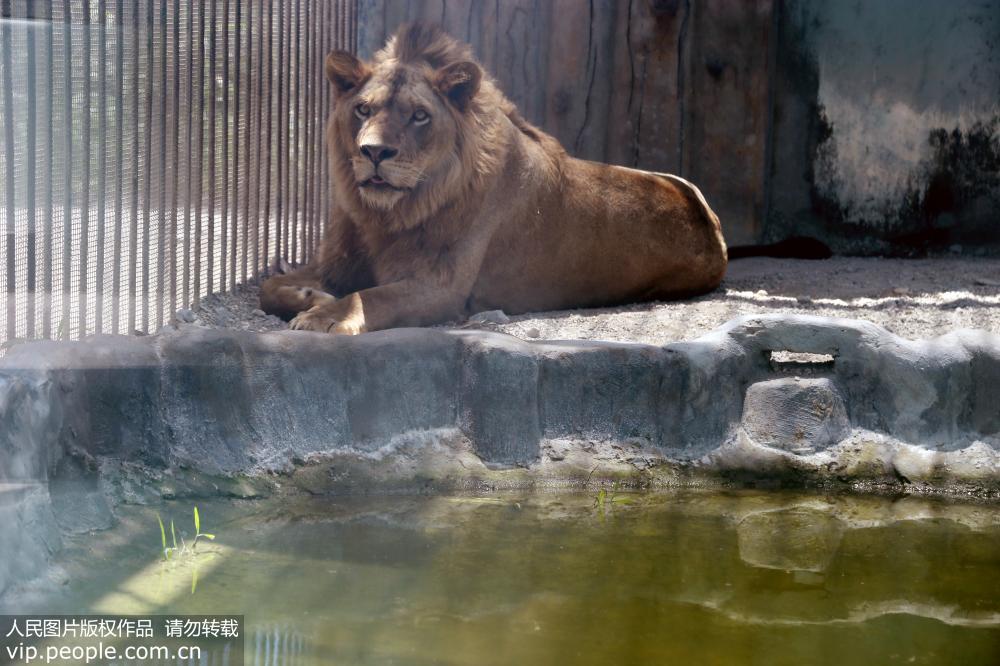 酷暑来袭 野生动物避暑有“凉”方