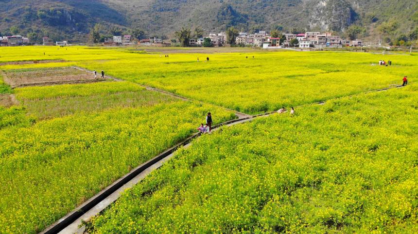 廣西來賓市忻城縣南國春來早花海引客來