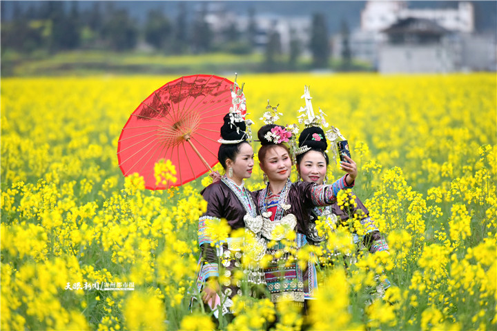 (中首)貴州黎平侗鄉:2000畝油菜花盛開