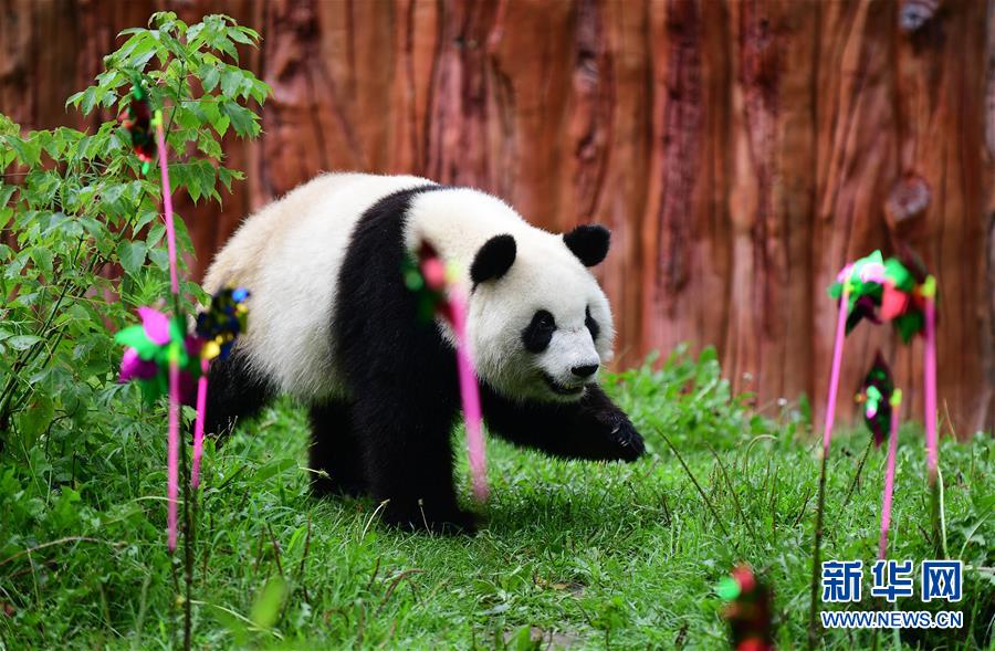 大熊貓“初心”迎來3歲生日