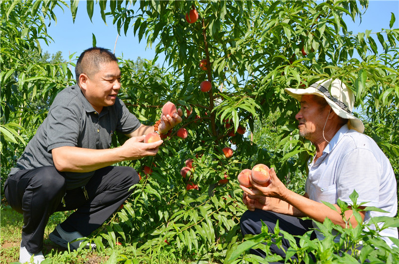 (有修改)【B】三門峽示範區陽店鎮布張村發展特色産業 助農增收致富