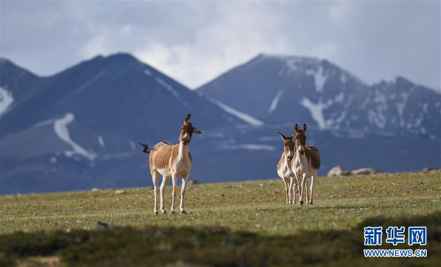 西藏阿里景如画