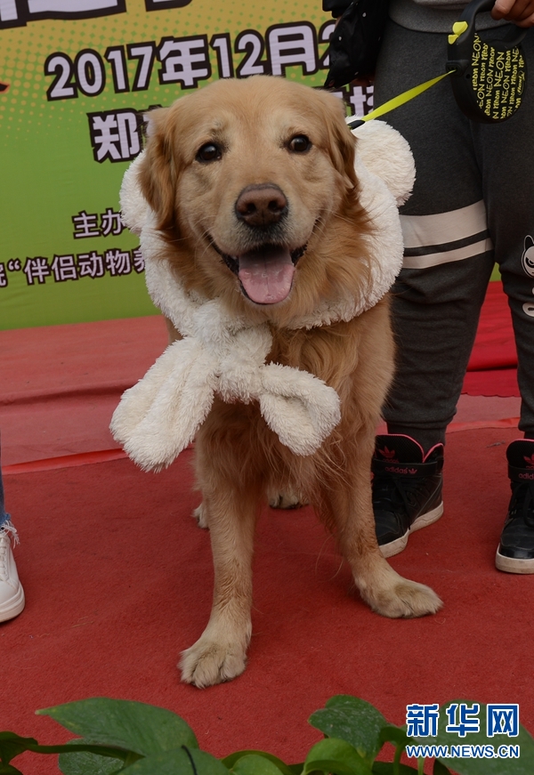 郑州: 宠物冬运会 狗狗萌翻天