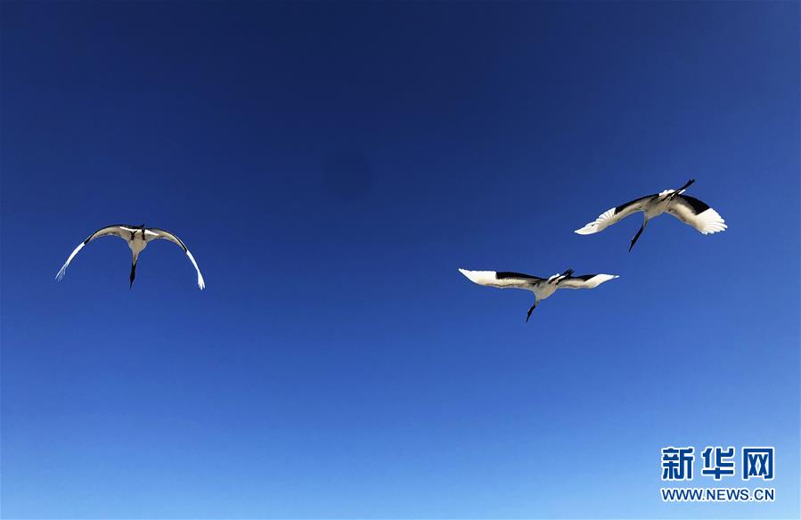 从“人鸟争食” 到“人鹤和谐”——湿地生态保护的“扎龙探索”