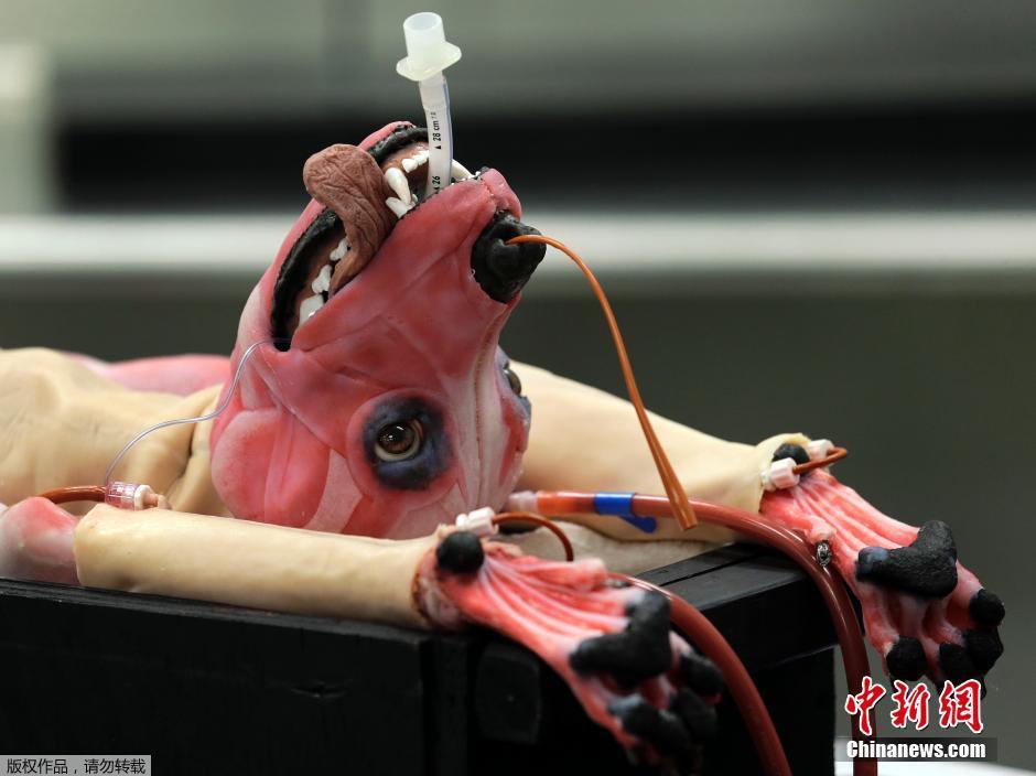 美国研发超逼真狗尸体模型 有望终结兽医活体解剖