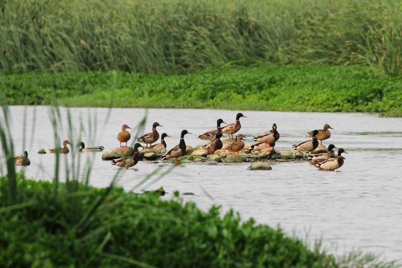 【B】南陽市內鄉縣舉行首屆湍河濕地鳥類攝影展