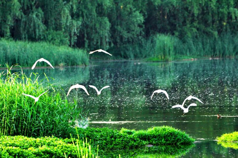 【B】南陽市內鄉縣舉行首屆湍河濕地鳥類攝影展
