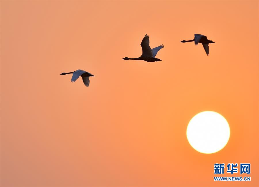江西南昌：夕陽渡飛鳥
