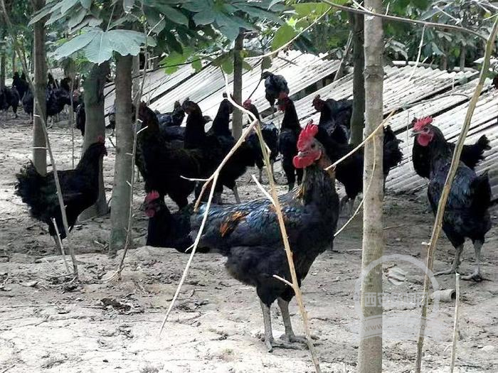 留坝县江口镇入选全国农业产业强镇建设名单