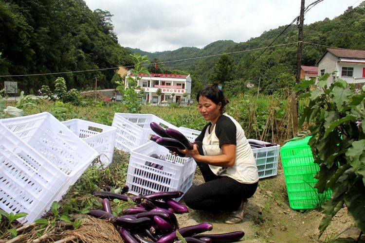 12户人家12亩田 元岭村贫困户抱团种茄喜获丰收
