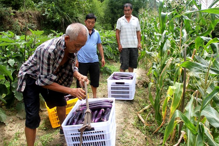 12户人家12亩田 元岭村贫困户抱团种茄喜获丰收