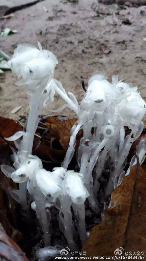 陕西田峪发现罕见"死亡之花"水晶兰(组图)