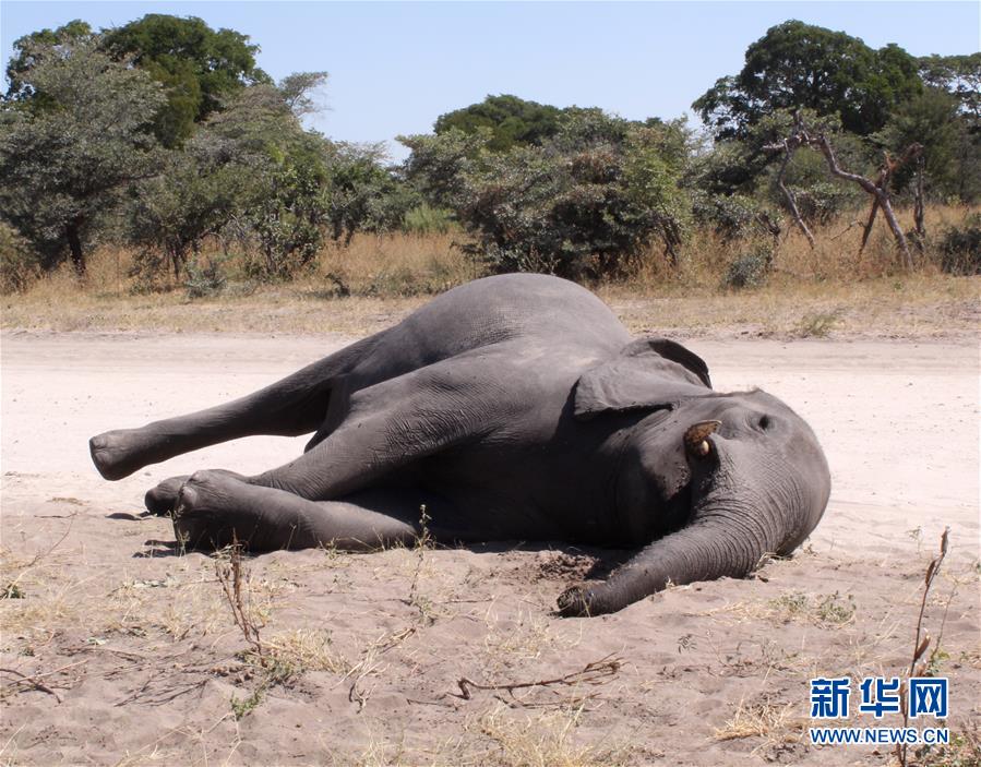 博茨瓦納3個月內275頭大象離奇死亡