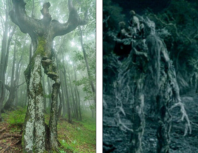 保加利亚大树形状奇特 酷似巨人(组图)