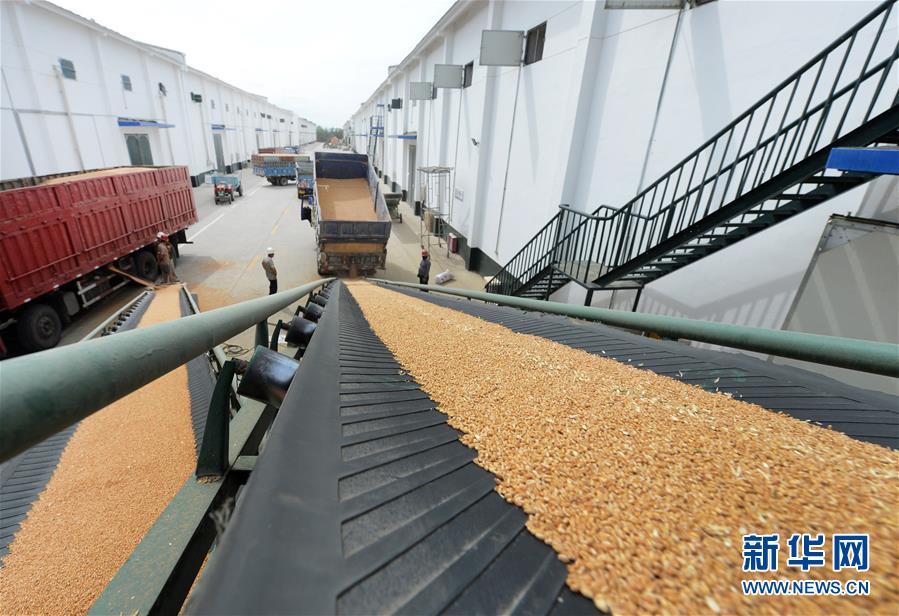中央储备粮收购站,粮食去除杂质之后经过传送带被送入粮仓(7月25日摄)