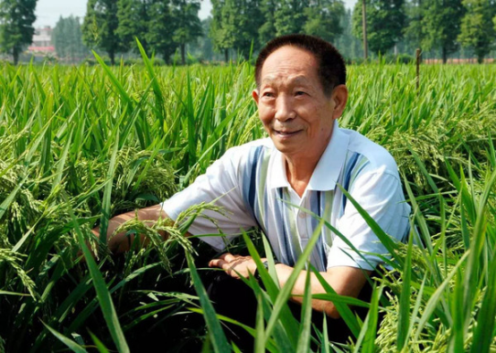 中国小麦之父茹振刚是享誉全国的百农系列小麦的总工程师