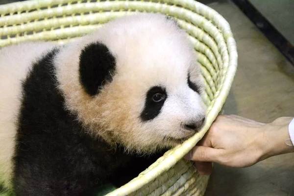 大熊猫香香直播视频火爆 日本视频网站股价涨停