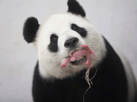 中國出借比利時大熊貓“好好”産崽 母子狀況良好