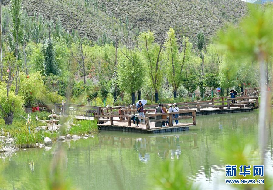 夏日拉萨绿意盎然