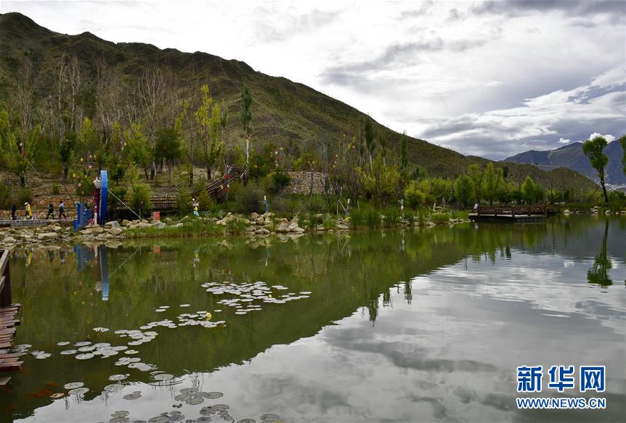 夏日拉萨绿意盎然