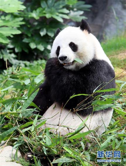 香港海洋公園悉心照料全球最年長大熊貓