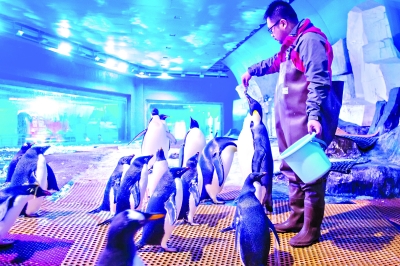 25只珍贵企鹅落户武汉 陪伴市民清凉度夏
