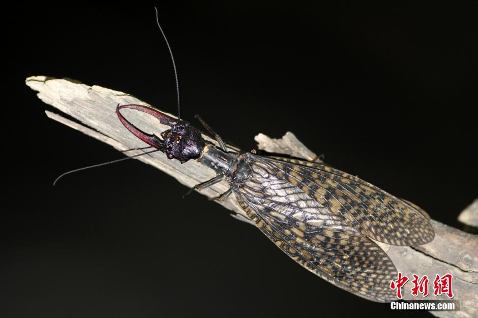 四川怪虫获颁吉尼斯世界纪录证书组图